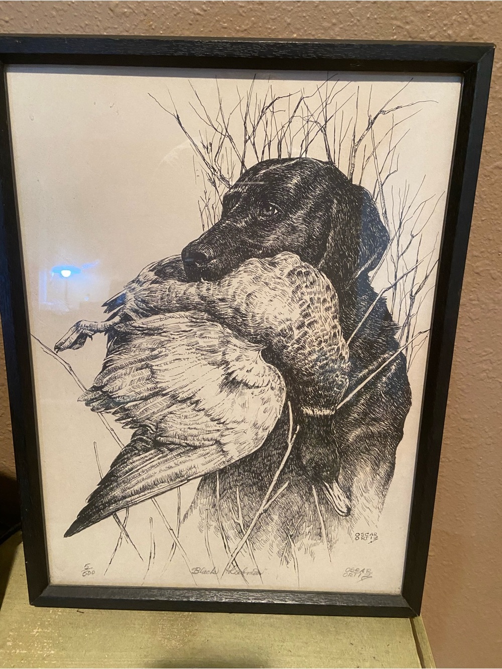 Labrador black dog with duck in the mouth